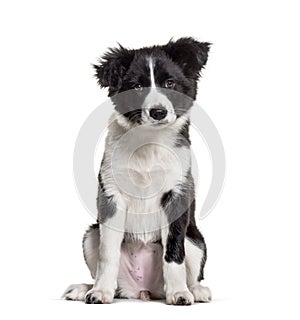 Three months old puppy black and white Border Collie sitting aga