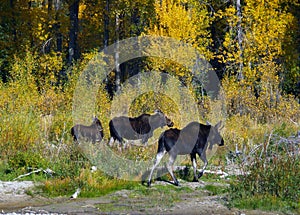 Three Moose