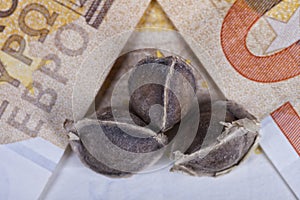 Three Moringa seeds placed on euro bills