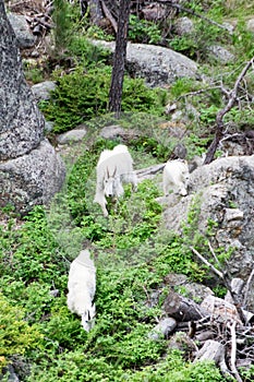 Three Mountain Goats cute photo