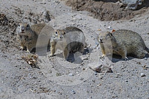 Three mountain gopher (Caucasian gopher, Spermophilus musicus) stand alert