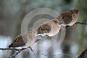 Three Mourning Doves photo