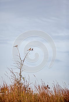 Three mourning doves in a tree