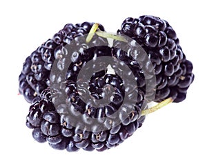 Three mulberry fruits, isolated