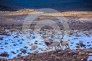 Three Mule Deer Bucks In Winter Background
