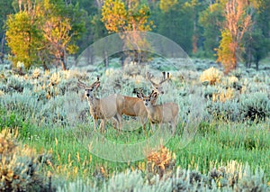 Three Mule deer in the early morning light in Grand Teton National Park