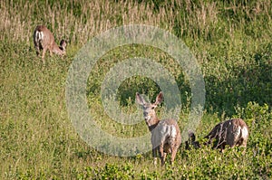 Three Mule Deer (Odocoileus hemionus)