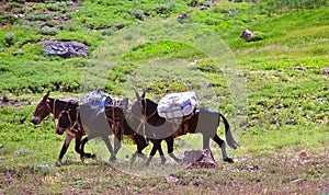 Three mules