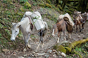 Three mules with baskets on the back walking by trail in the forest