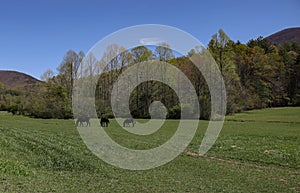 Three Mules in the Mountains