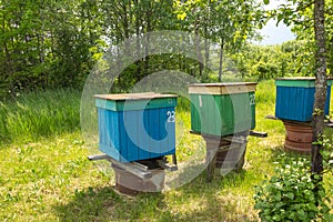 Three multi-colored beehives in the garden on a summer sunny day