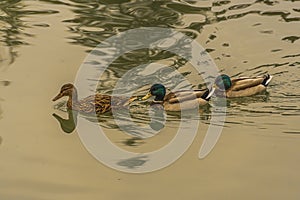 Three multicolored ducks swimming in a pond