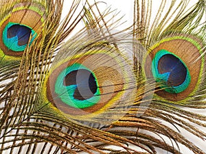 Three multicolored peacock feather