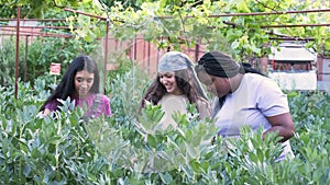 Three multiethnic female farmers picking broad beans from plant at urban garden.