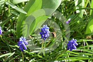 Muscari flowers with a bombyliidae visiting photo