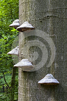 Three mushroom polyporus on big beech wood photo