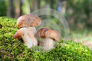 Three mushrooms