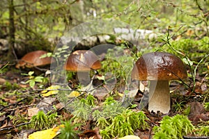 Three mushrooms in the forest.