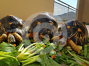 Three Musketeer Turle Eating Fresh Vegetable