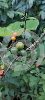 The three musketeers plant at the forest