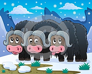 Three muskoxen theme image 2