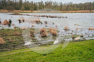 Three mute swans in a row