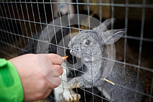 Three muzzles of fluffy gray rabbits in a cage in a zoo