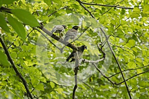 Three Mynas are on the tree.