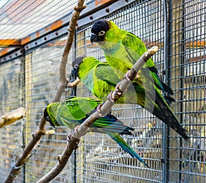 Three Nanday conures sitting together on a branch in the aviary, Popular pets in aviculture, Tropical small parrots from America