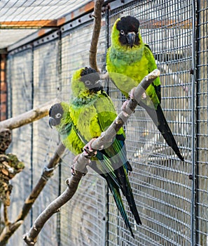 Three Nanday parakeets sitting together on a branch in the aviary, Colorful and tropical small parrots from America