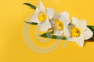 Three narcissus flowers lie on a yellow background.