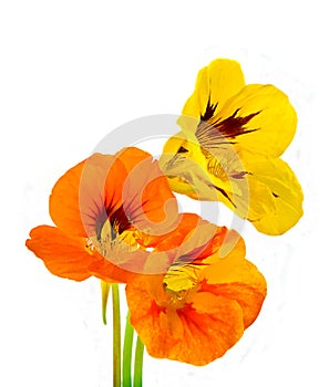 Three nasturtium flower