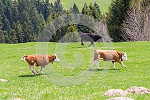 Three young bulls running on green meadow, trees, forest