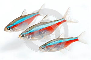 Three neon tetra fish (Paracheirodon innesi) on isolated white background. photo