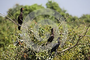 Three Neotropical Cormorants Perched on Bushes photo
