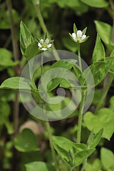 Three-nerved Sandwort
