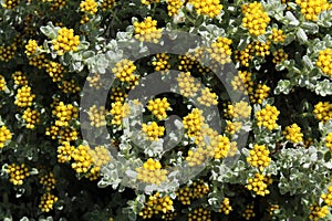 Three-nerved Strawflower - Helichrysum Trilineatum