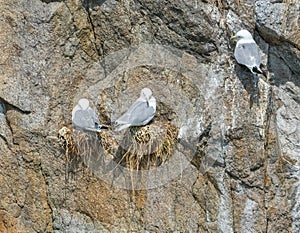 Three nesting seagulls on rockwall