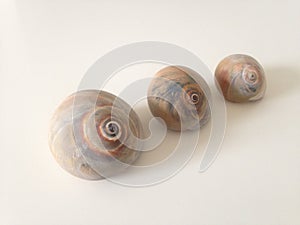 Three Neverita Duplicata (Shark Eye) Sea Snail Shells.