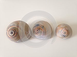 Three Neverita Duplicata (Shark Eye) Sea Snail Shells. photo