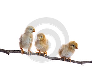Three of new born chick on dry tree branch
