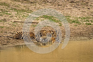 three new born wild tiger or panthera tigris cubs together drinking water in natural source in dry hot summer season safari at