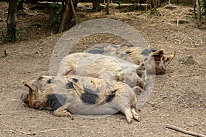 Three New Zealand Kunekune Pigs Sleeping On Warm Day