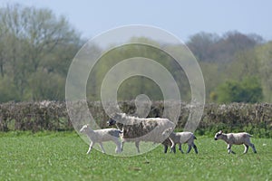 Three newborn baby lambs trot alongside their mother, sunny spring day
