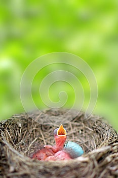 Three newborn birds blackbird or American Robin in a nest calling for their mother. Hungry babies are still blind and