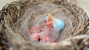 Three newborn birds blackbird or American Robin in a nest calling for their mother. Hungry babies are still blind and