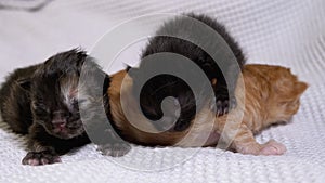 Three newborn blind little black and red kittens crawling on a white background