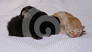 Three Newborn Blind Little Black and Red Kittens Crawling on a White Background