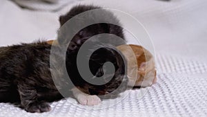 Three Newborn Blind Little Black and Red Kittens Crawling on a White Background