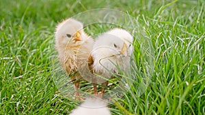 Three newborn chicks on fresh grass. Funny babies little chickens graze on green farm lawn. Concept of traditional bird